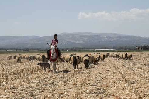Kerên rengspî baştirîn hevrêyê şivanan